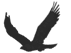 Small eagle company logo